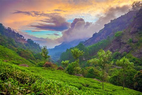 Munnar travel | Kerala, India - Lonely Planet