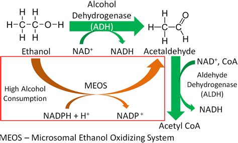 6.5 Alcohol Metabolism | Nutrition Flexbook