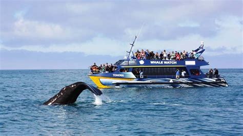 Whale Watching Kaikoura | Freedom Mobility NZ Directory