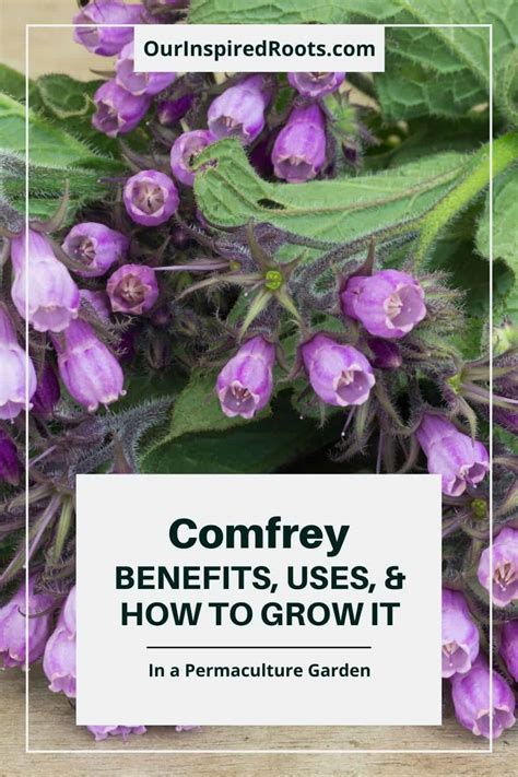 Comfrey Benefits, Uses, and How to Grow It - Our Inspired Roots