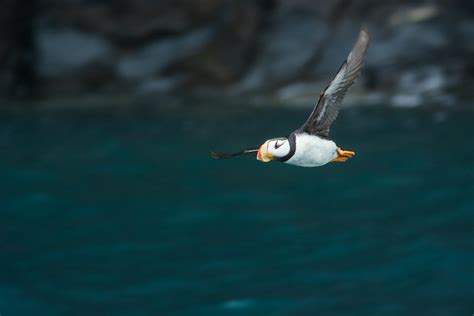 Puffin in Flight | Puffin in flight, near Seward, Alaska. | Andrew ...