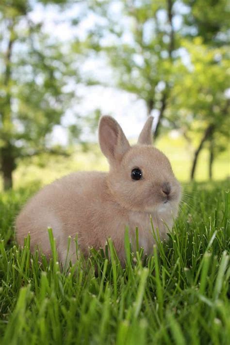 How Big Do Dwarf Rabbits Get? - IMP WORLD