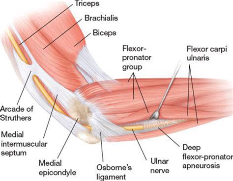 Elbow Anatomy Chart