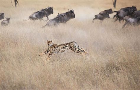 Cheetah Hunting Photograph by Jun Zuo - Pixels