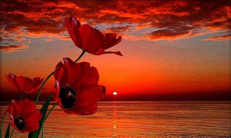 Poppies Sunset, sunset, nature, sea, poppies, HD wallpaper | Peakpx