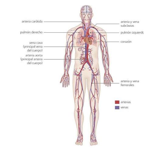 El órgano cardiaco