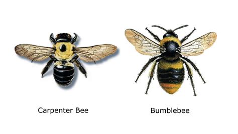 Carpenter Bee Vs Bumble Bee - Bumble Bee Vs Carpenter Bee Pestguide Org ...