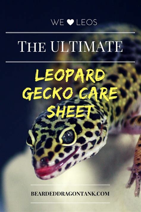 Bearded Dragon Tank: The Ultimate Leopard Gecko Care Sheet