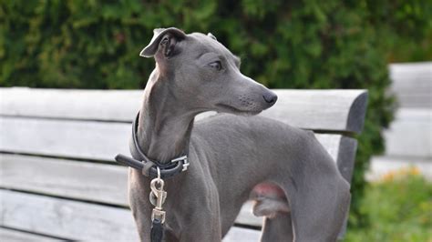 Italian Greyhound Colors: An Overview with the Cutest Photos