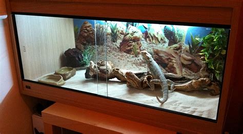 Bearded Dragon Cage Setup Guide - Reptile Care - All Pet Care