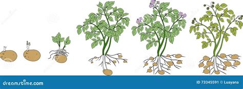 Potato plant growth cycle stock vector. Illustration of green - 73345591