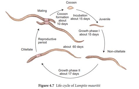 Life cycle of Earthworm (Lampito mauritii)