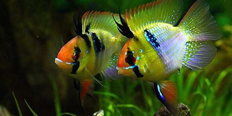 Blue Ram Cichlid: Complete Guide to Care, Breeding, Tank Size and ...