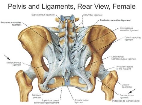 Posterior Iliac Crest