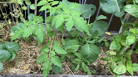 Mulch Before or After Rain? | 10 Simple Steps - Eco Family Life