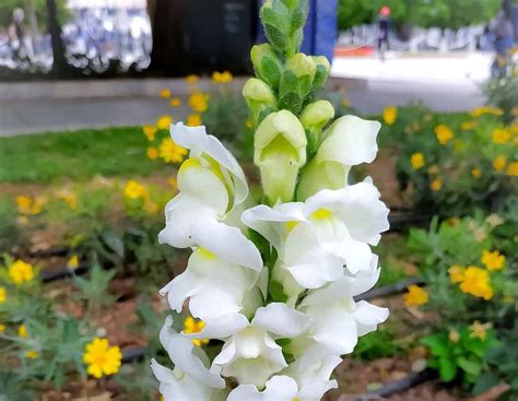 Snapdragon Care: How to Grow and Care for Snapdragon Flowers - Hort Zone