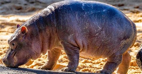 Dallas Zoo hippo baby 'Kalo' makes public habitat debut - CBS Texas