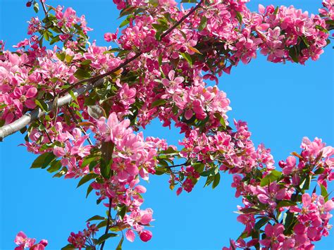 Free Images : tree, nature, branch, flower, spring, produce, pink ...