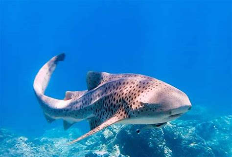 Fun Zebra Shark Facts For Kids | Kidadl