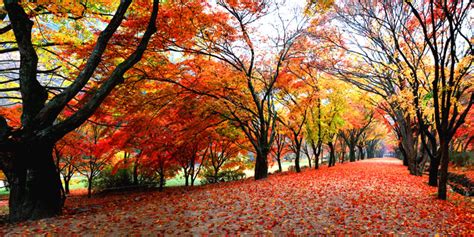 The Best Korean National Parks to Visit for Fall Foliage