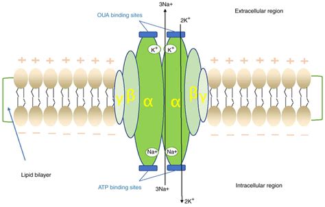 Regulatory effect of insulin on the structure, function and metabolism ...