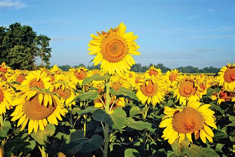 Sunflower fields – Kenton Times