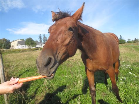 Horse Eating Carrot