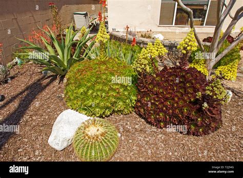 Drought resistant plants Stock Photo - Alamy