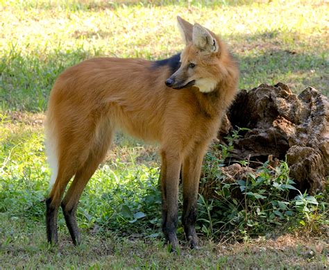 First Maned Wolf Puppies Born at Audubon Zoo