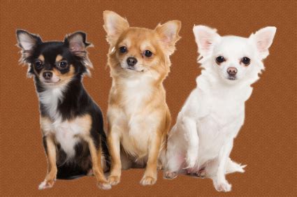 Chihuahua Puppy Training Tips