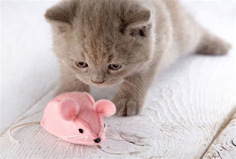 Ask a Vet: The 5 Best Kitten Teething Toys You Should Get