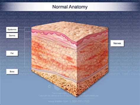 Normal Anatomy of the Layers of the Skin - TrialQuest Inc.