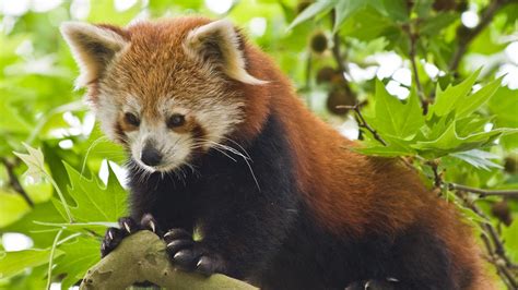 Red panda | Characteristics, Habitat, & Facts | Britannica