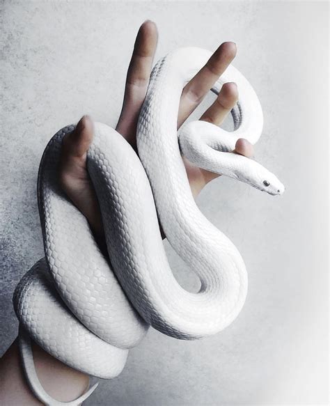 White Snake | Cute reptiles, Cute snake, Albino animals