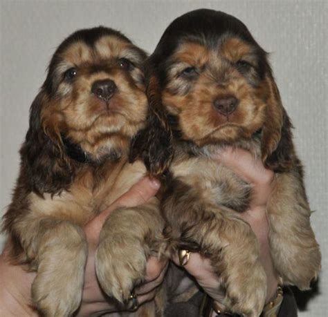 Sable Puppies. | Puppies, Dog cat, Cocker spaniel