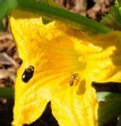 Posts Tagged: carpenter bee - The California Backyard Orchard