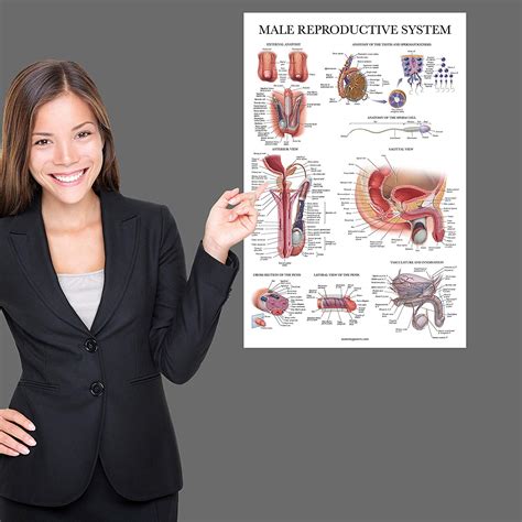 Male Reproductive System – Anatomy Posters