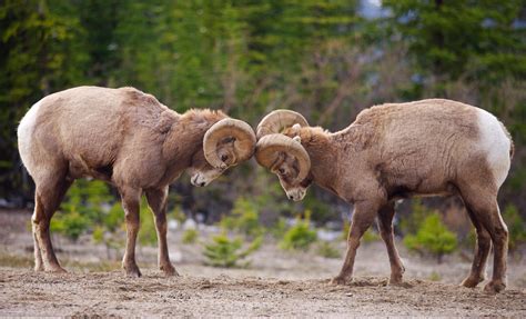 Bighorn Sheep - Conservation Northwest | Protecting, Connecting and ...