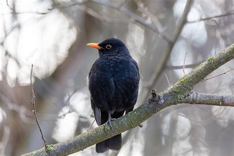 Male Of Common Blackbird In Nature Blackbird Birding Garden Photo ...