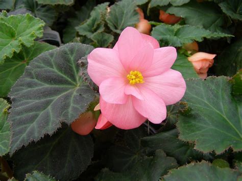 Begonia Flowers - Flowers