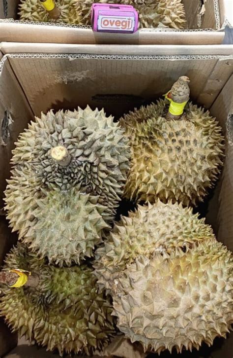 DURIAN MONTHONG FRESH - OVEGI