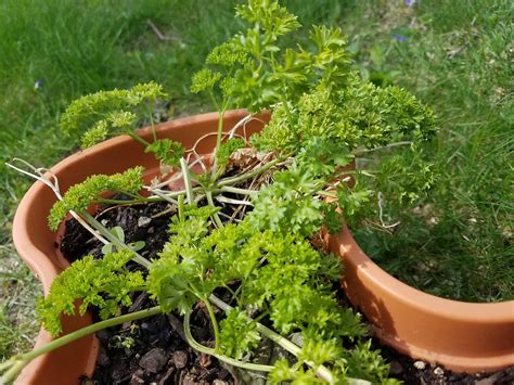 How to Grow Parsley, Grow Parsley Indoors | Enhanced Garden&Life