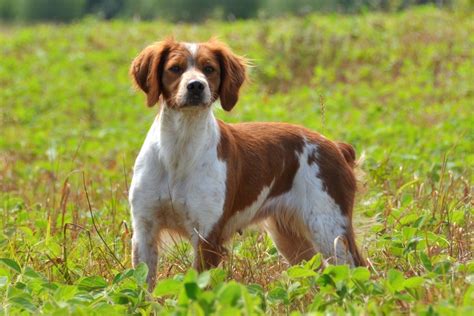 Razze Cani: il cane Epagneul Breton, caratteristiche e carattere - Dogalize