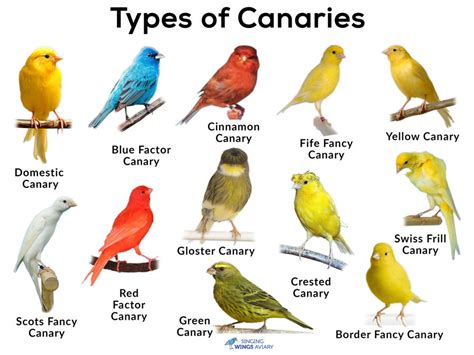 Canary birds as pets, care & cage requirement, how long do they live ...