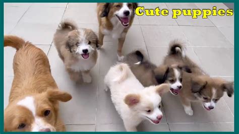 Cute puppies video compilation - YouTube