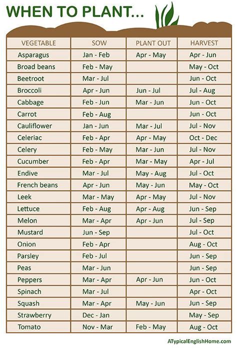 Figure out when to plant your seeds by the month. | Home vegetable ...