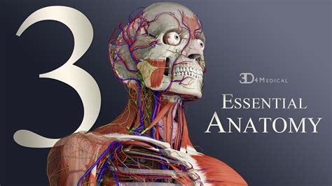 Essential Anatomy 5 0 5 – 3d Anatomy Modeling Engine