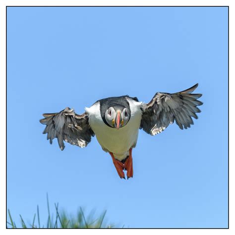 Puffin in Flight | Puffin at Borgarfjordur Eystri NE Iceland… | Shaun ...