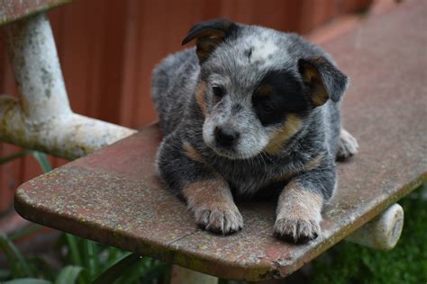 Acd Puppies For Sale - Photos All Recommendation