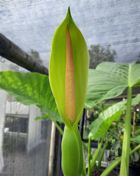 Alocasia brisbanensis – Coolum Native Nursery